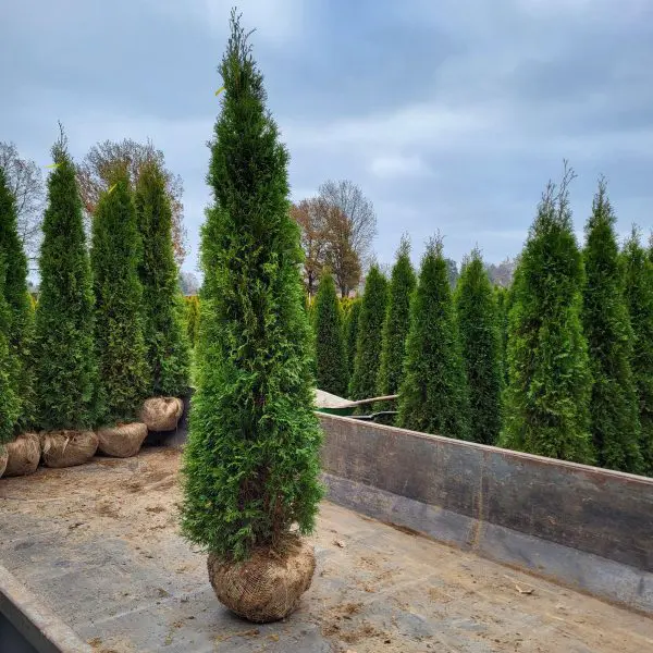 Thuja occ. Smaragd 210-220 cm - Image 2