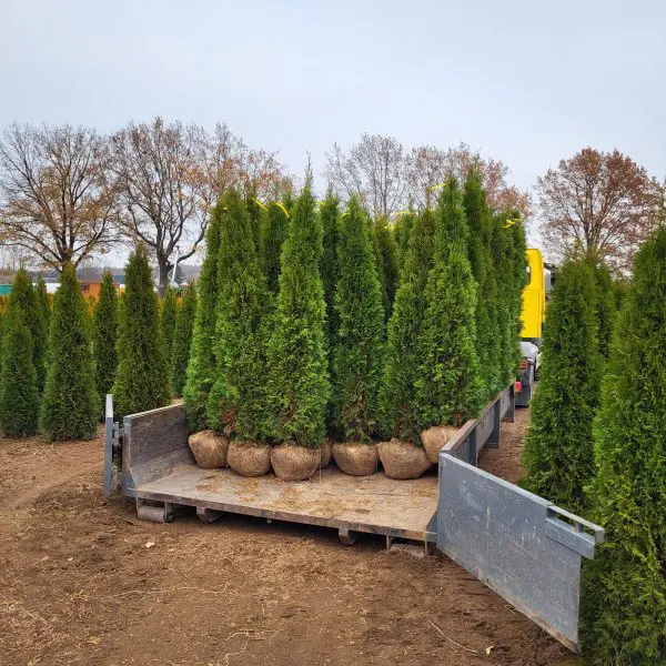 Thuja occ. Smaragd 210-220 cm